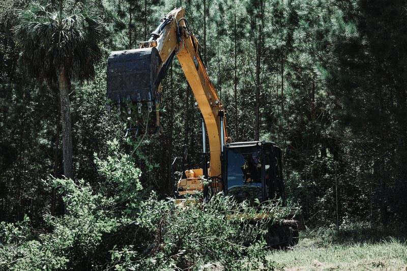 Excavator clearing underbrush beneath a pine canopy