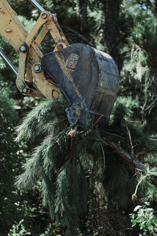 Excavator bucket grabbing a young pine